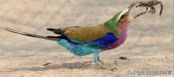 你見過躲雨的火烈鳥嗎？30張趣圖讓你大開眼界