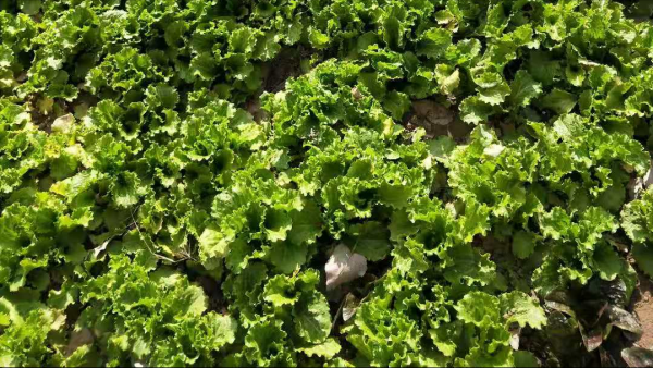 種植露地蔬菜，什麼時候澆冬水？為了高產，澆早澆晚都不行