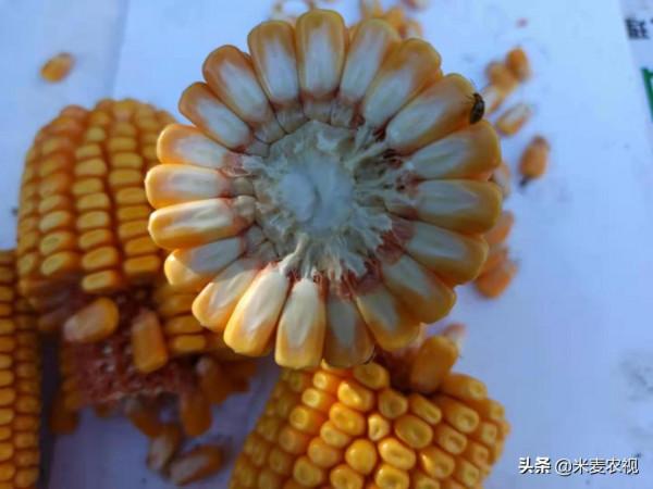 國審玉米新品系，畝產達到2412斤，2022年農民朋友願意種的好品種