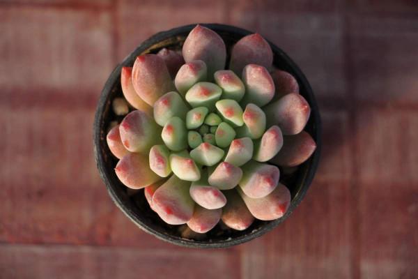 秋天養6種多肉,不愁養護,還特別容易爆盆 秋天養6種多肉,不愁養護,還特別容易爆盆