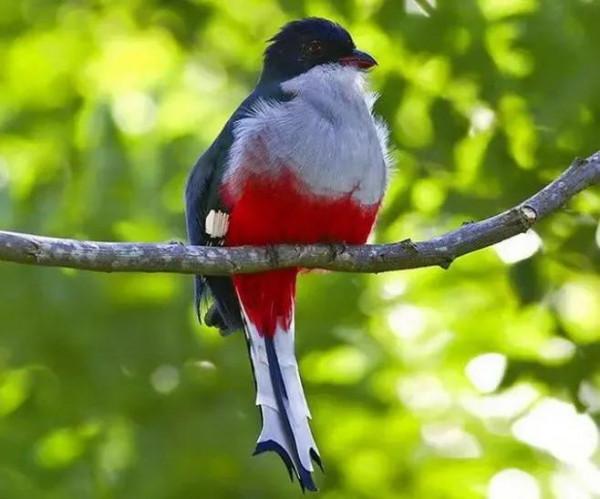 顏值最高的幾種鳥類，每一種都美的像畫