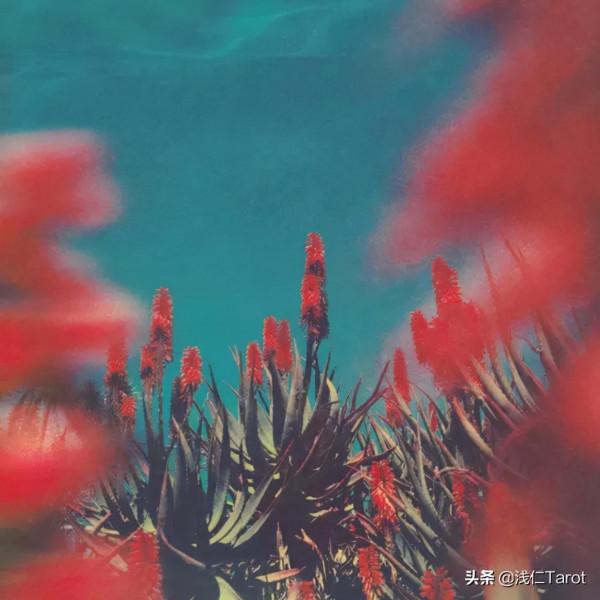 淺仁塔羅1月運勢 | 氣韻即將轉換，冰火兩重天