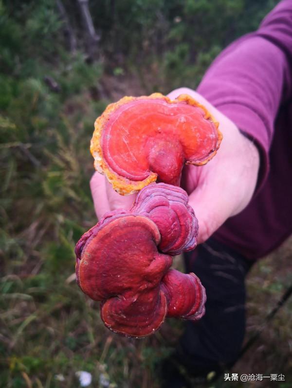 探索未知的快樂:穿越小嶗頂(一) 探索未知的快樂:穿越小嶗頂(一)