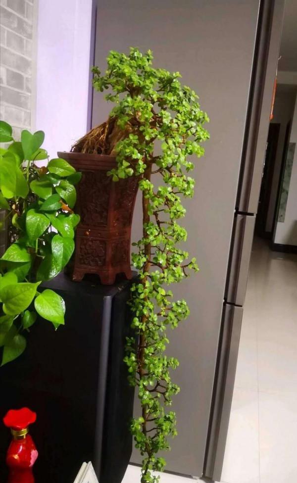 &OpenCurlyDoubleQuote;懶人&rdquo;就養這10種花，一個月不澆水也死不了，多曬少管更健壯