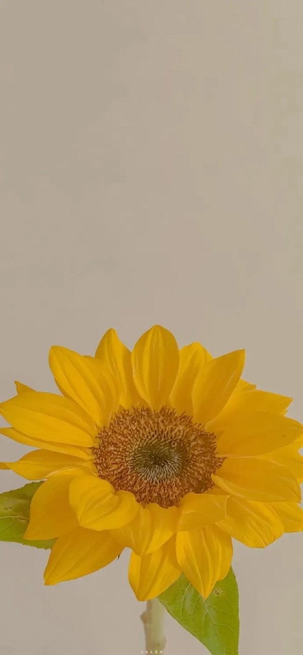 桌布：今天的桌布很好看