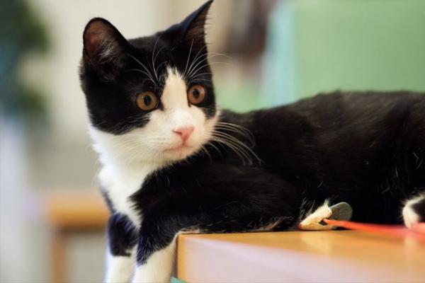 如何正確地擼貓？教你正確擼貓方法，讓貓咪乖乖聽話