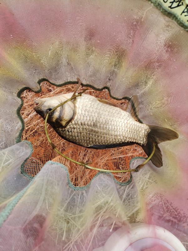 冬季釣魚堅持用小鉤細線軟竿，還要配合抄網