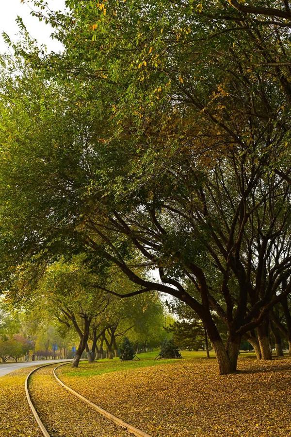 獨一無二！公園裡也能跑火車！京西這處免費的森林公園，值得玩