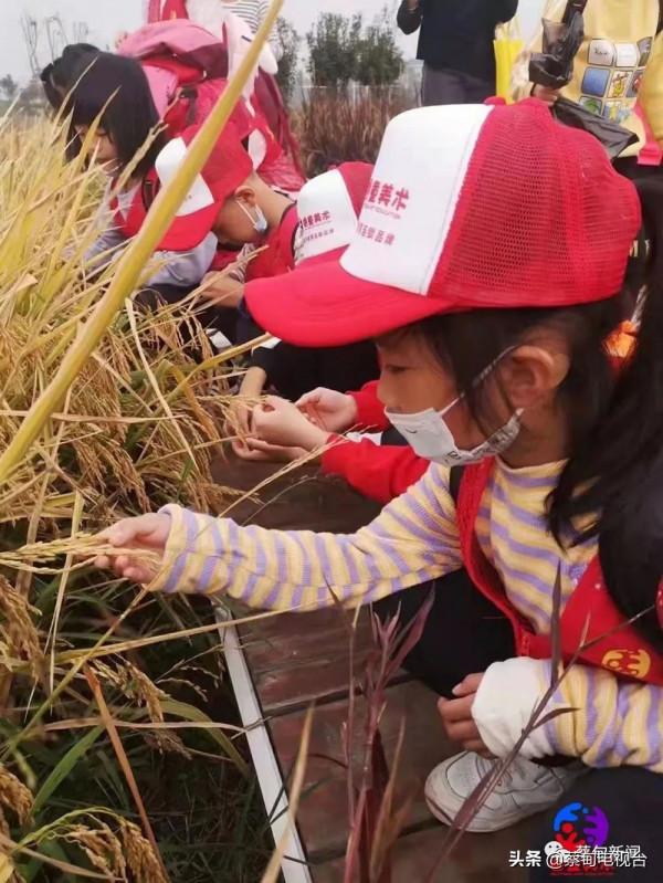 百名“小畫家”蔡甸稻田裡感知自然的魅力 百名“小畫家”蔡甸稻田裡感知自然的魅力