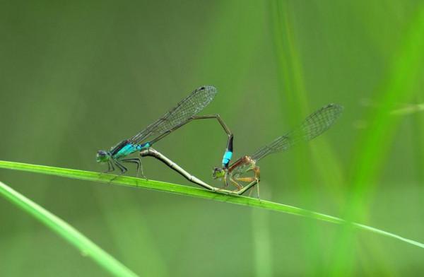 海南海口：城市公園裡的奇妙眾生相