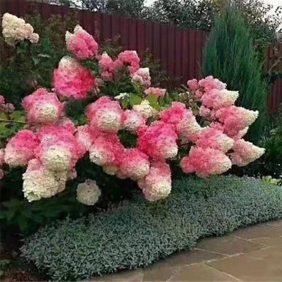 8種“漂亮花”,好看不怕冷,大雪覆蓋下,也能開大花 8種“漂亮花”,好看不怕冷,大雪覆蓋下,也能開大花