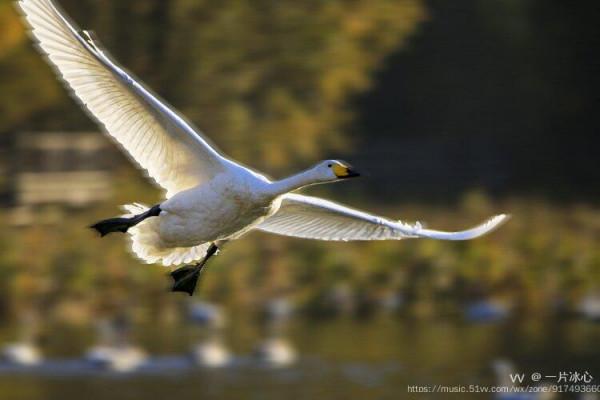 平陸：瑟瑟蒹葭伴雪花 久別嬌客回到家