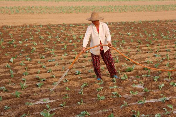 胃裡有溼氣，四味藥化掉！張仲景所留，治胃中水響、大便稀溏