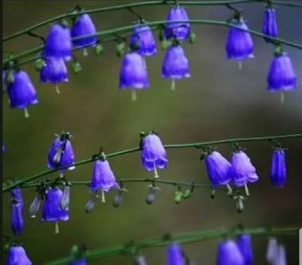 鈴兒響叮噹，迷你三胞胎：風鈴草，鈴蘭，鈴鐺花。你能分清嗎？