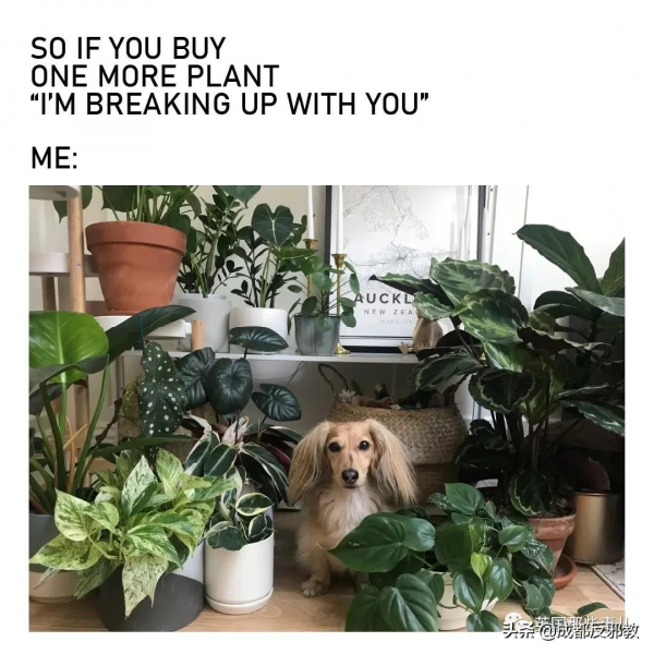 被疫情困太久，歐美年輕人開始瘋狂囤積綠植，借錢都要買？