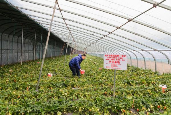 草莓&OpenCurlyDoubleQuote;吃&rdquo;上中草藥，效果真是不一般