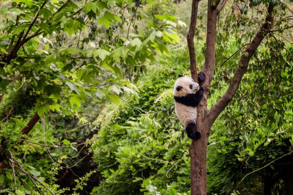 一大批珍稀動物喜提降級,它們的棲息地你知道嗎? 一大批珍稀動物喜提降級,它們的棲息地你知道嗎?