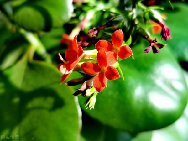 長壽花有“4喜”，順著喜好養，花開一大盆，真漂亮