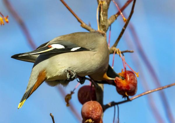 又到拍鳥的季節