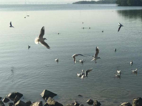 文明觀鳥不要投餵才是對鳥兒的保護