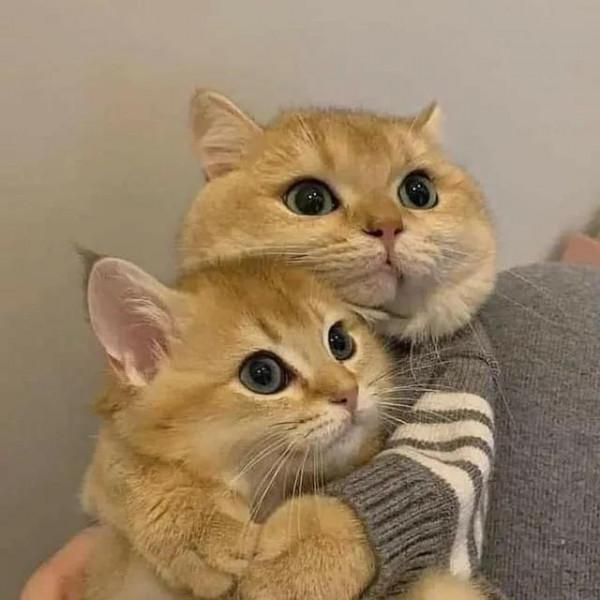 貓之間不為人知的情感表達，竟然與人之間有許多相似之處