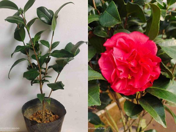 古人說的盆花五姊妹，一個比一個漂亮，放在居室真美觀