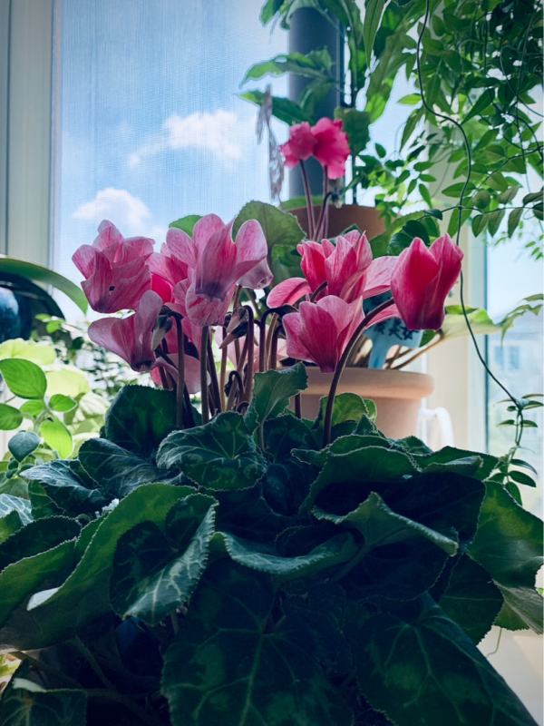 5種&OpenCurlyDoubleQuote;貴氣花&rdquo;，正月大降價，花市逛一圈，撿漏一大堆