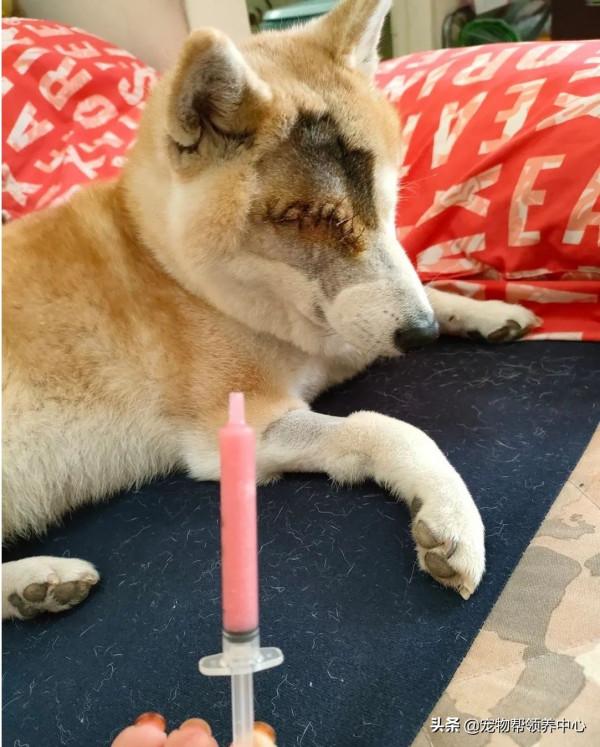 柴犬突發急性青光眼,主人忍痛做摘除眼球手術:從此我當你的眼睛 柴犬突發急性青光眼,主人忍痛做摘除眼球手術:從此我當你的眼睛