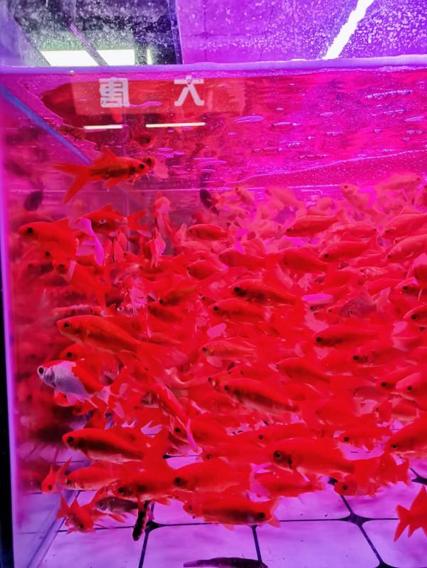 週末逛花市~10元就能買到一週快樂