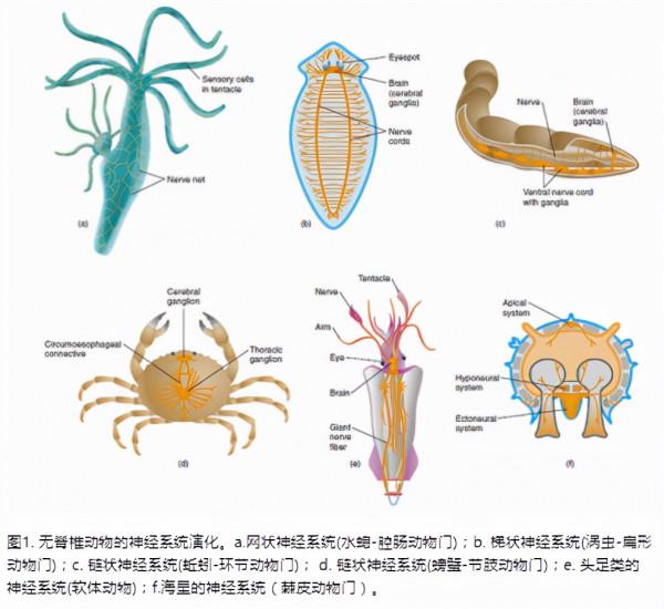 “小龍蝦會疼，活蒸太殘忍”以後做麻辣小龍蝦只能一隻只電死了