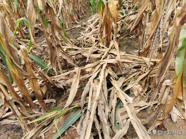 明年種玉米：科技素質高的人，要選“高抗莖腐病”的品種