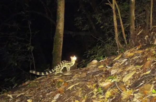 景東無量山自然保護區首次拍攝到斑靈狸影像 景東無量山自然保護區首次拍攝到斑靈狸影像