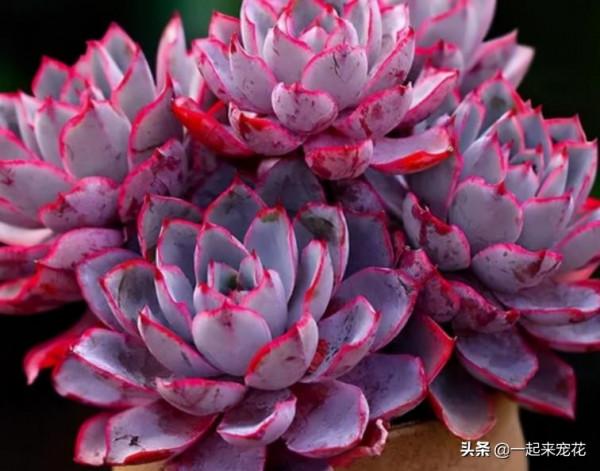 4種漂亮的普貨多肉，容易爆崽成老樁，冬天凍一凍，韻味十足