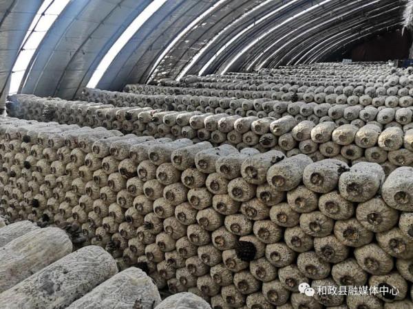 【鄉村振興在和政】和政：小平菇撐起致富傘