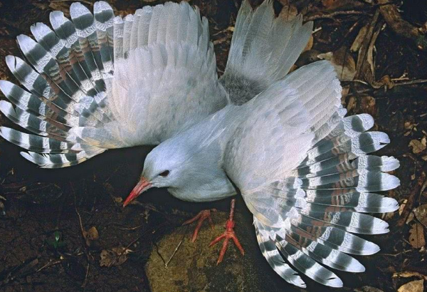 兩種美麗而特殊的鳥類：鷺鶴和蘇門答臘地鵑，是&OpenCurlyDoubleQuote;特化&rdquo;的受害者