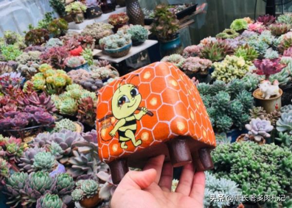 大開眼界,原來生活中的好多東西都可以拿來養多肉,這下可省錢了 大開眼界,原來生活中的好多東西都可以拿來養多肉,這下可省錢了