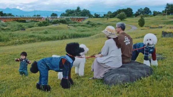 日本奶奶分享小孫女和三隻大狗狗的日常，治癒了56萬+網友…