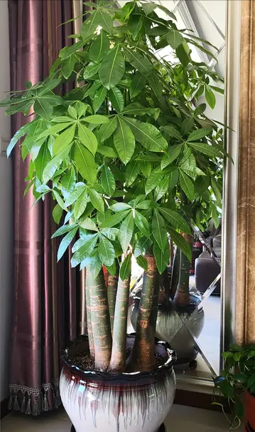 7種“吉利花”,家裡養一盆,順順當當又漂亮,養人又旺家 7種“吉利花”,家裡養一盆,順順當當又漂亮,養人又旺家