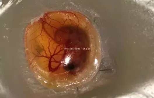 把受過精的烏龜蛋打進保鮮膜內,60天后奇蹟出現了 把受過精的烏龜蛋打進保鮮膜內,60天后奇蹟出現了