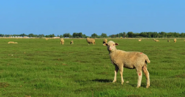 這小東西神了！吃的是二氧化碳，擠的是生物柴油