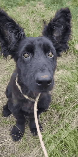 拆遷後被棄養的狗狗,在廢墟中固執等待主人,瘦成一具“乾屍” 拆遷後被棄養的狗狗,在廢墟中固執等待主人,瘦成一具“乾屍”