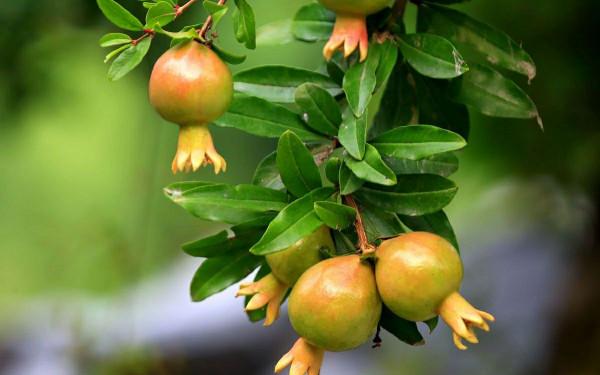 石榴樹如何修剪？掌握4點方法，株型漂亮結果多