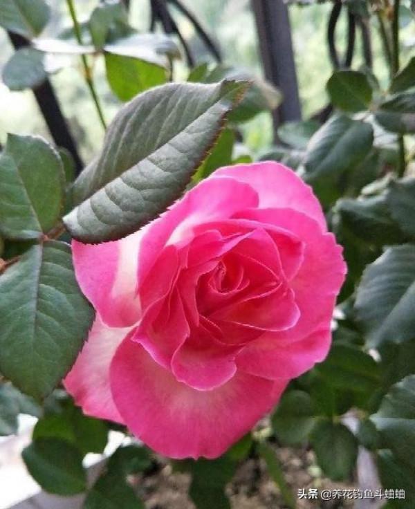 想養好月季,澆水至關重要,做好了就可以四季開花不間斷 想養好月季,澆水至關重要,做好了就可以四季開花不間斷