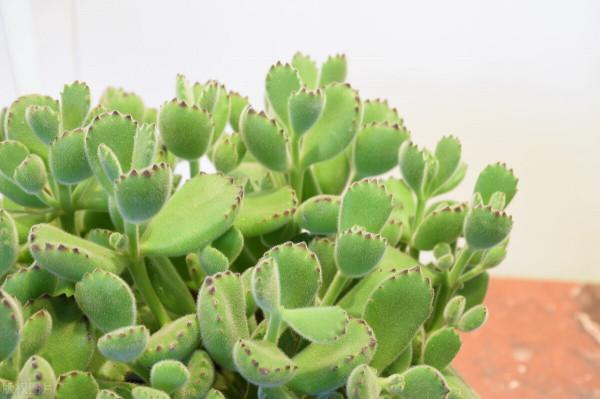 這3種多肉“不好養”，葉片沾水容易腐爛，記住1點葉片肥厚