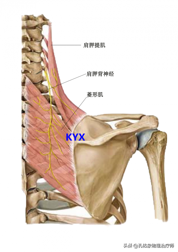 正處在更年期的您，是否遭受著頸肩背痛的折磨？告知您如何應對