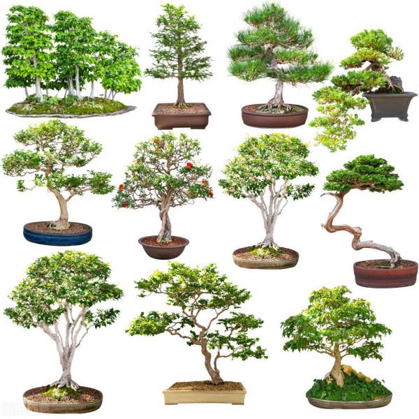 獨特的盆景之美 獨特的盆景之美