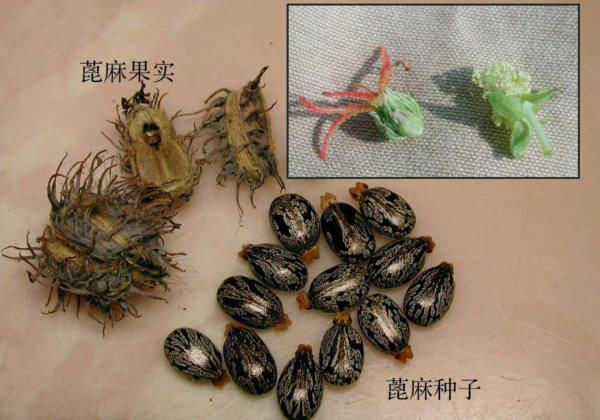 蓖麻在中國農村很常見，為什麼會被美國列為國家機密與戰略物資？