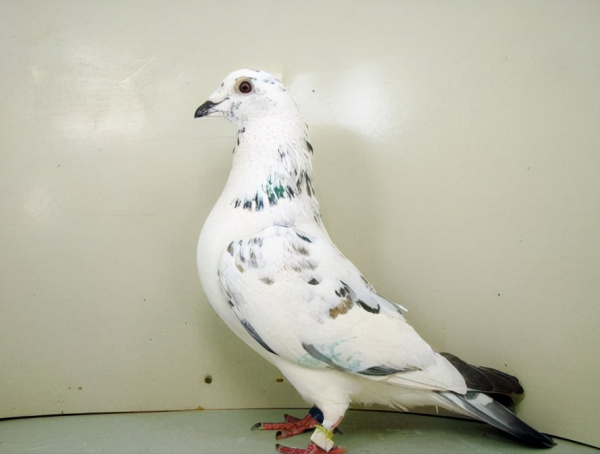 賽鴿這樣喝水會更好