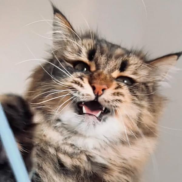 被10萬人圍觀的貓咪表情帝，堪稱貓界的楊迪，連日常都是戲