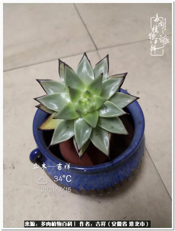 時光清淺,取些許美好,與多肉相伴,守一份心淨 時光清淺,取些許美好,與多肉相伴,守一份心淨